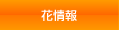 花情報
