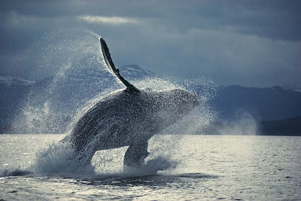 ザトウクジラのブリーチング