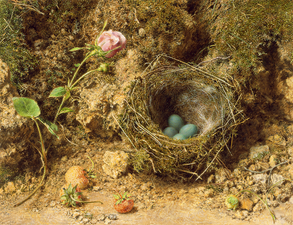 ウィリアム・ヘンリー・ハント<br />
《ヨーロッパカヤクグリの巣》1840年頃<br />
ベリ美術館蔵　<br />
©Bury Art Museum