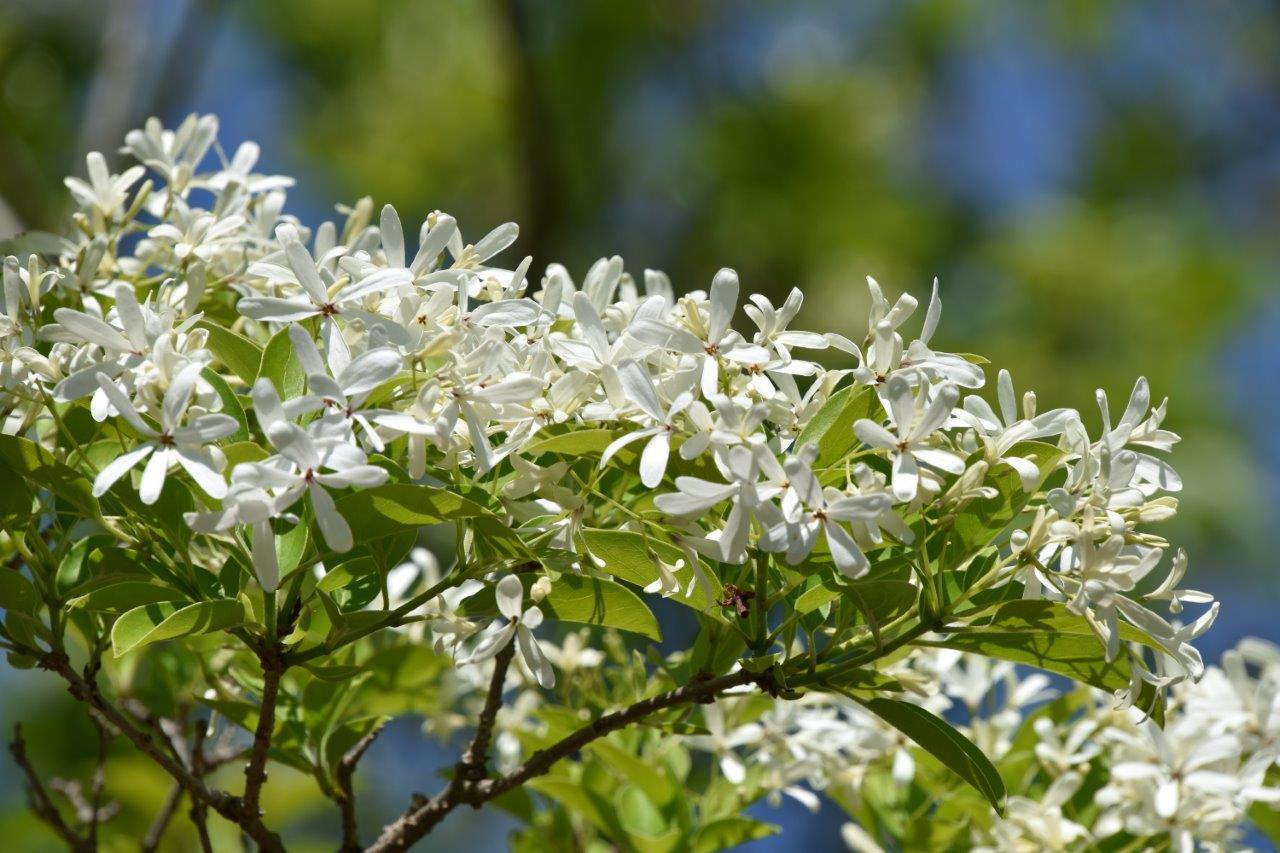 サザンカ（山茶花）