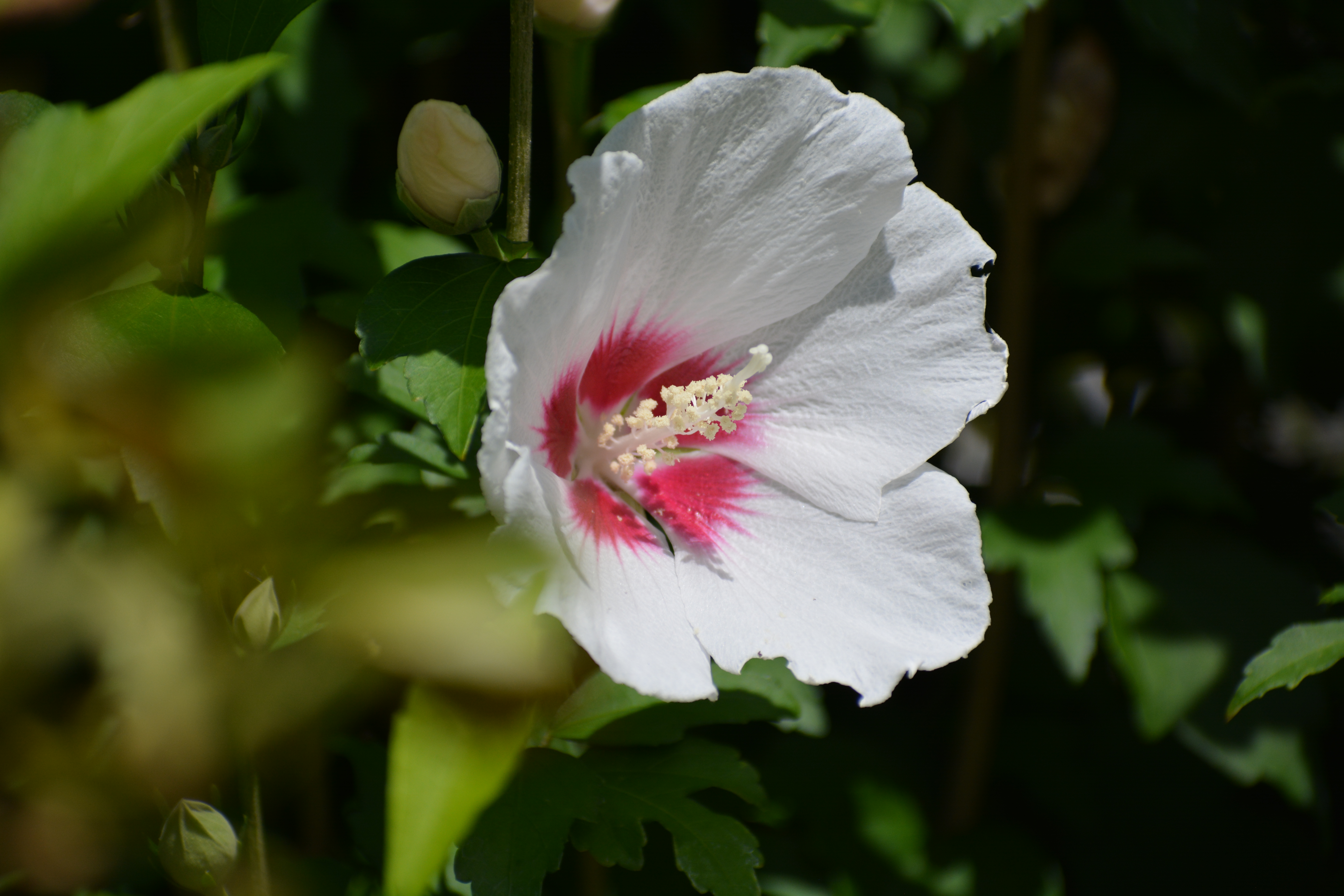 サザンカ（山茶花）