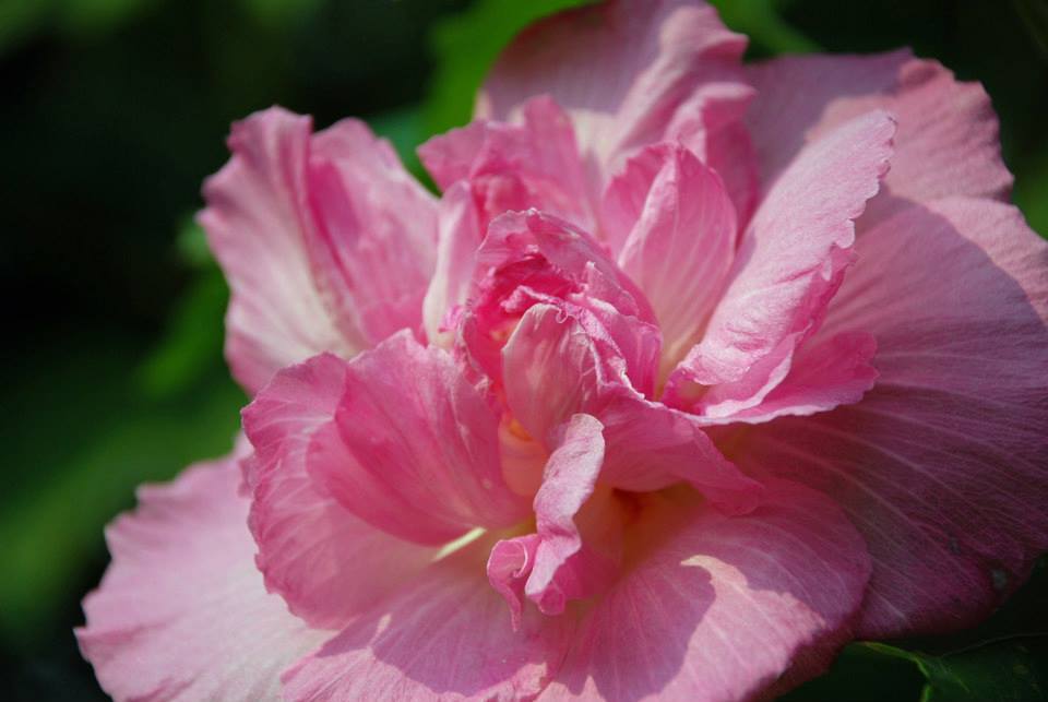 サザンカ（山茶花）