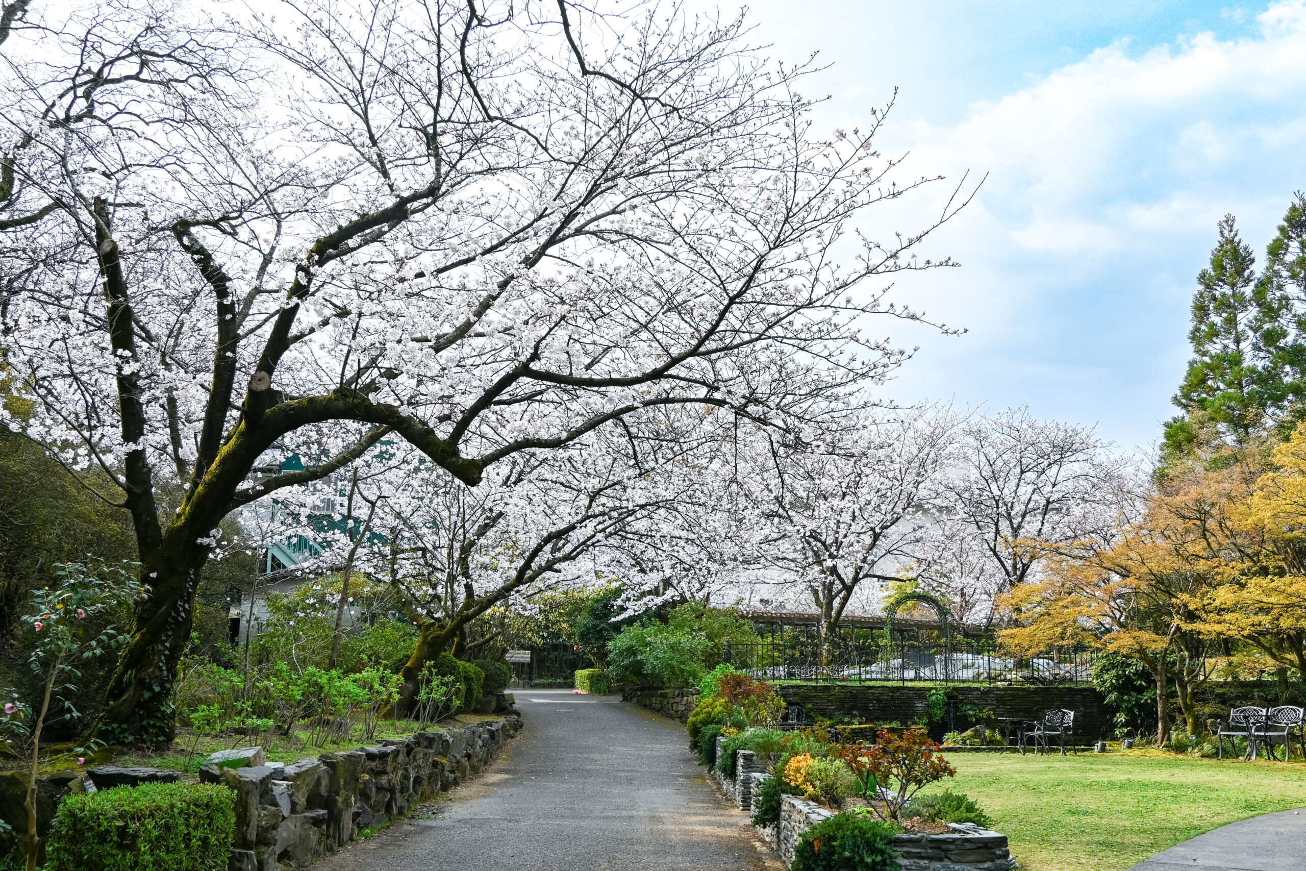 サザンカ（山茶花）
