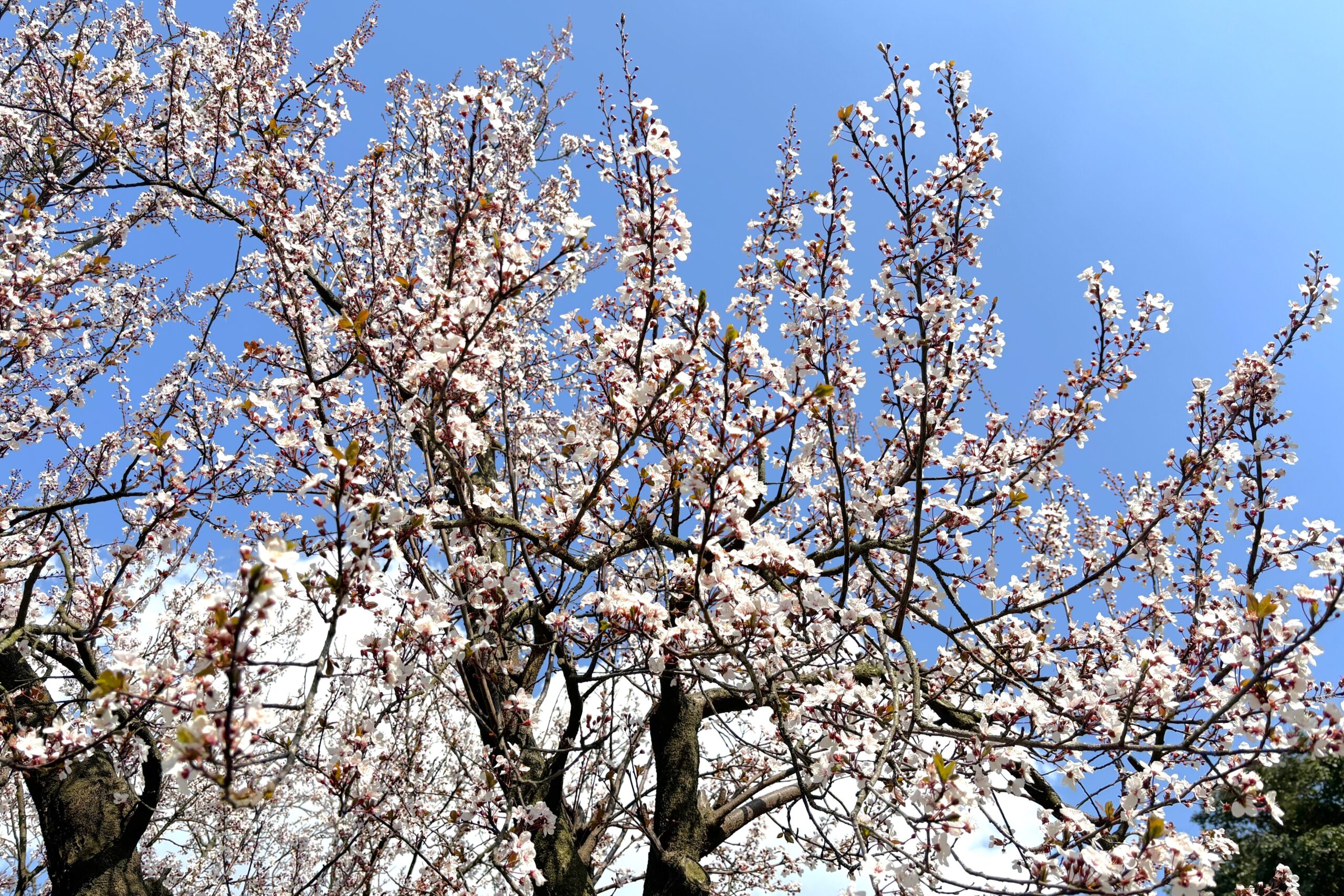 サザンカ（山茶花）