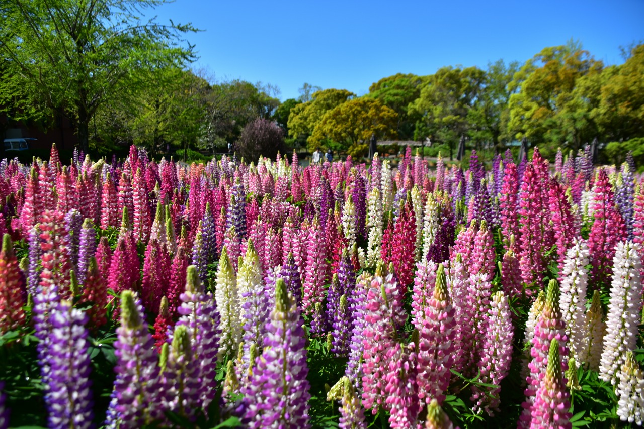 サザンカ（山茶花）