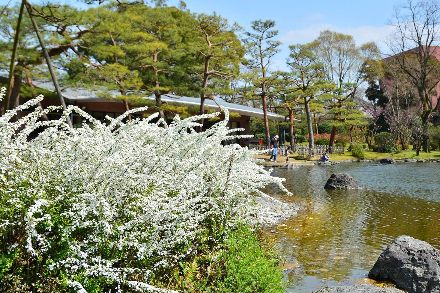 サザンカ（山茶花）