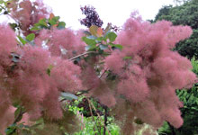 サザンカ（山茶花）