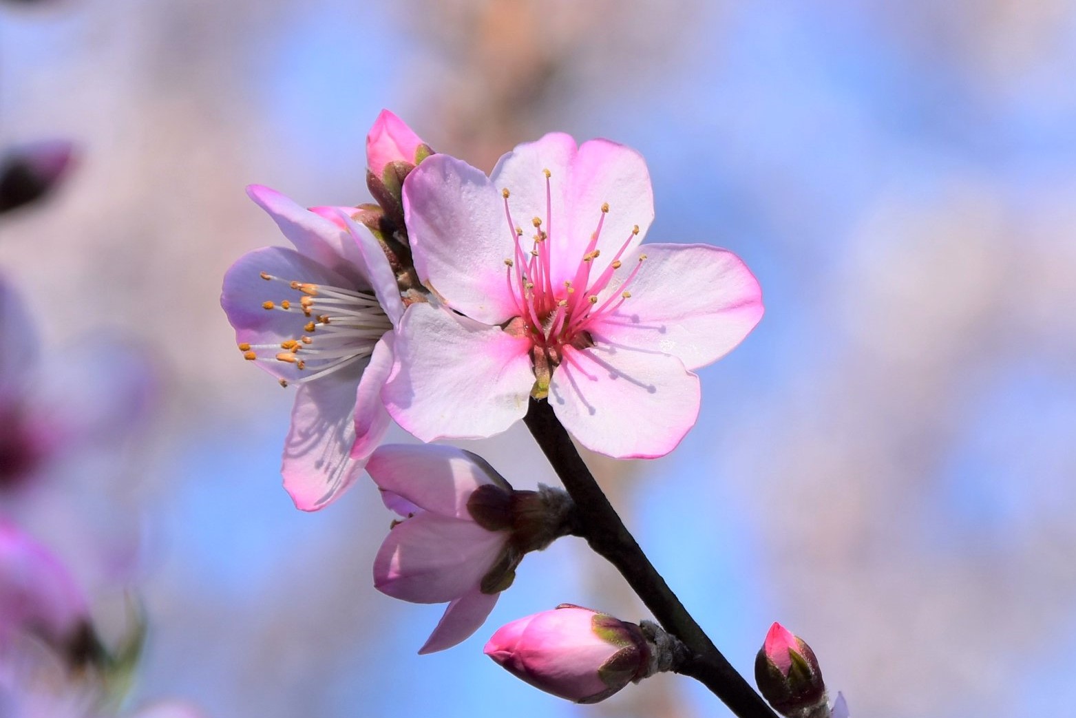 サザンカ（山茶花）
