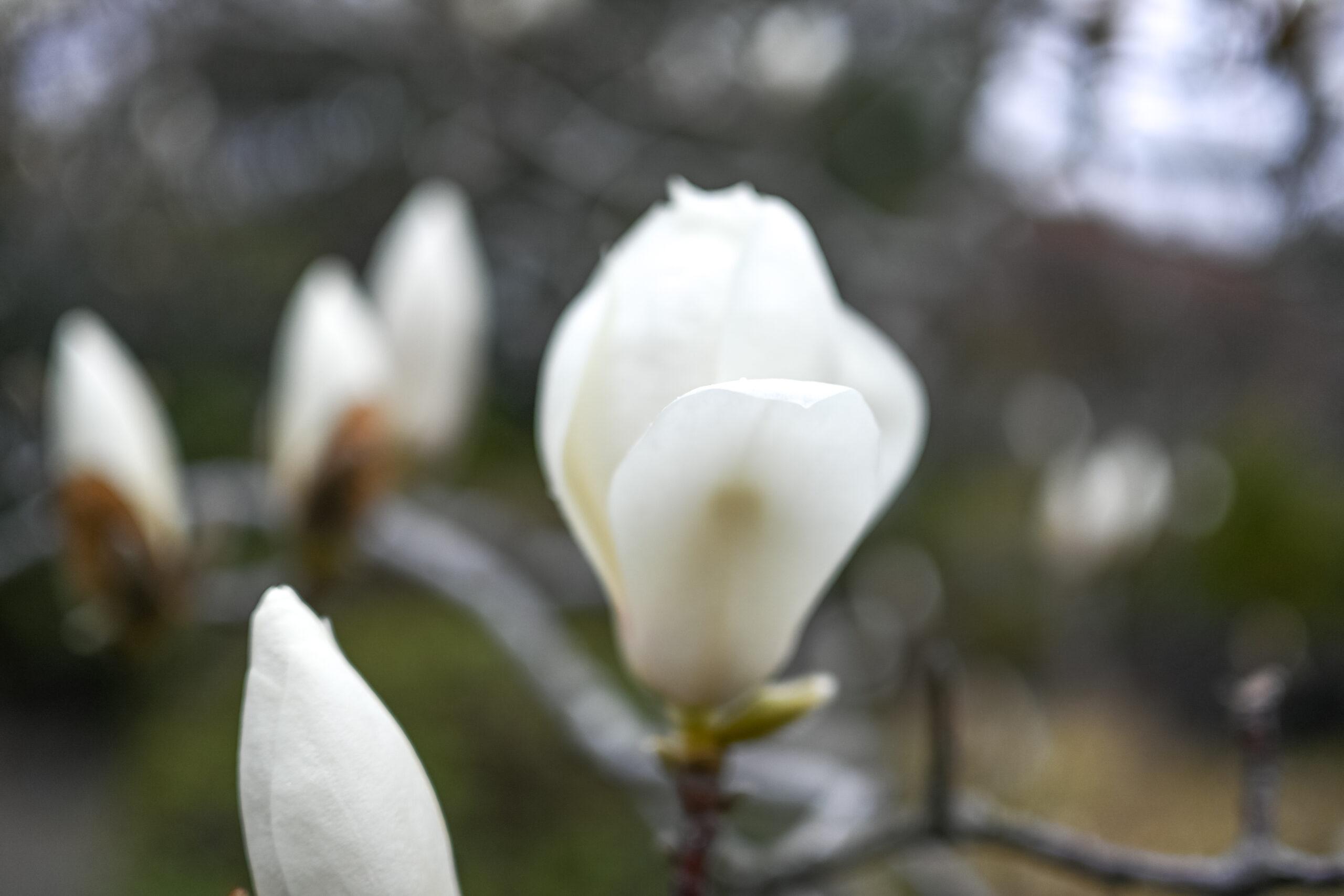 サザンカ（山茶花）