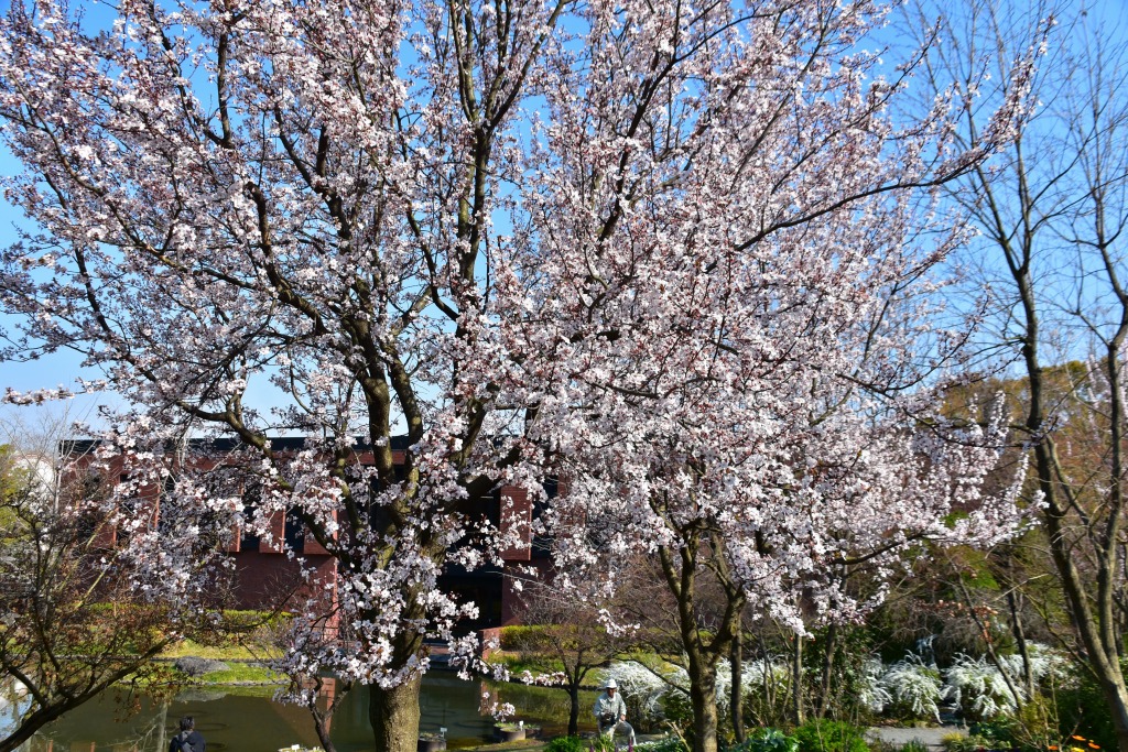 サザンカ（山茶花）