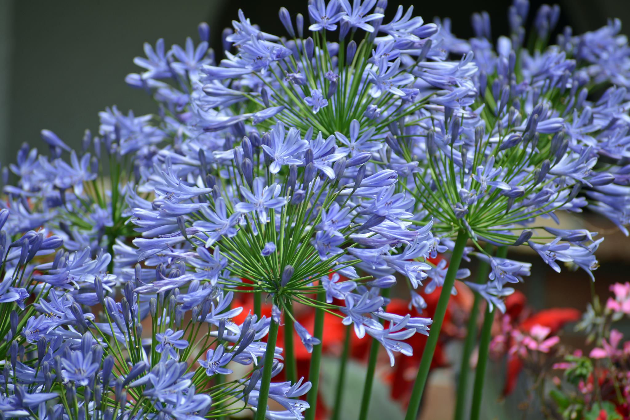 サザンカ（山茶花）