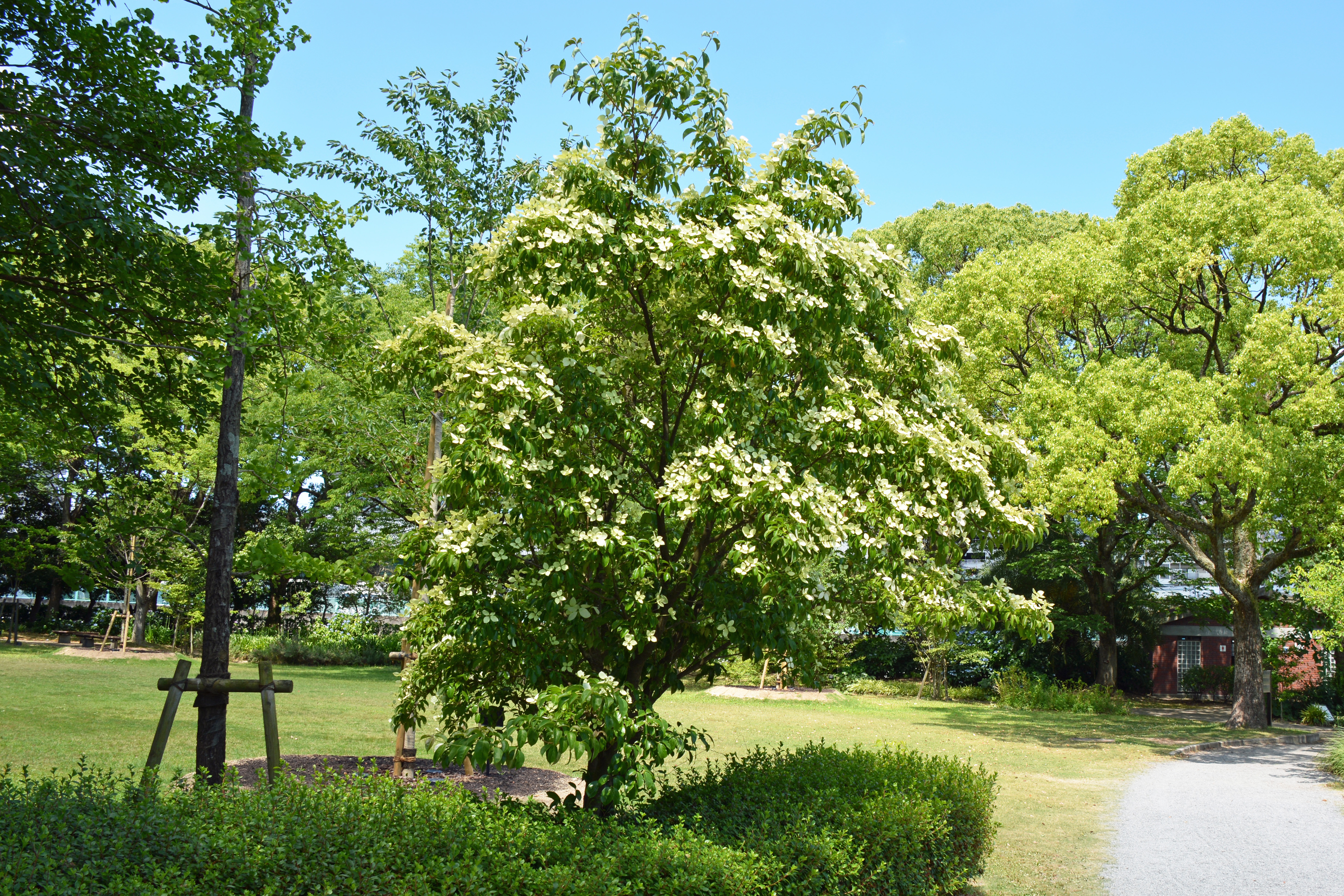 サザンカ（山茶花）