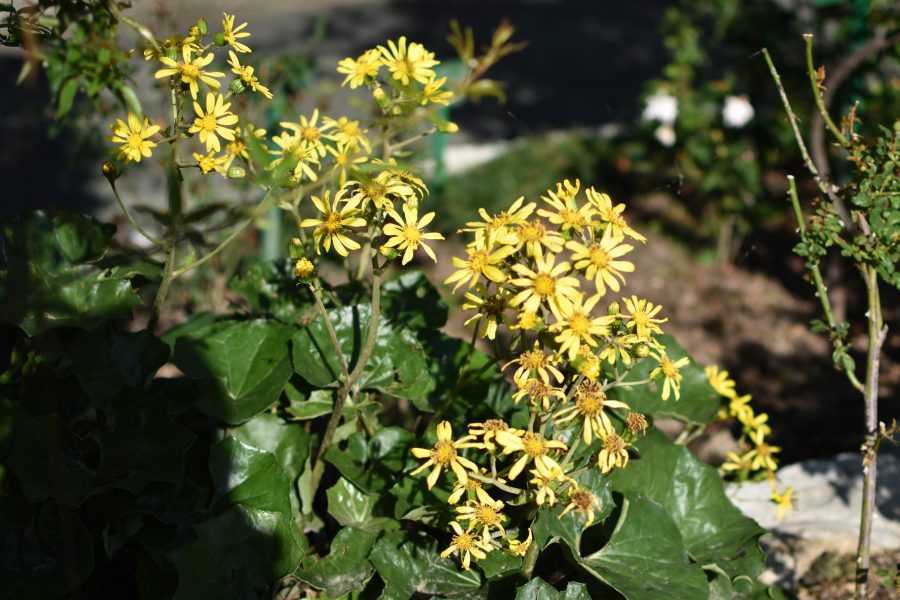 サザンカ（山茶花）