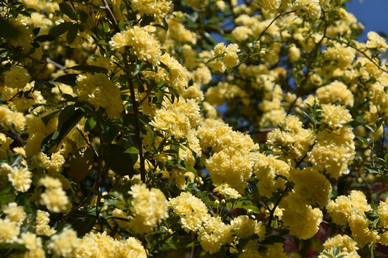 サザンカ（山茶花）