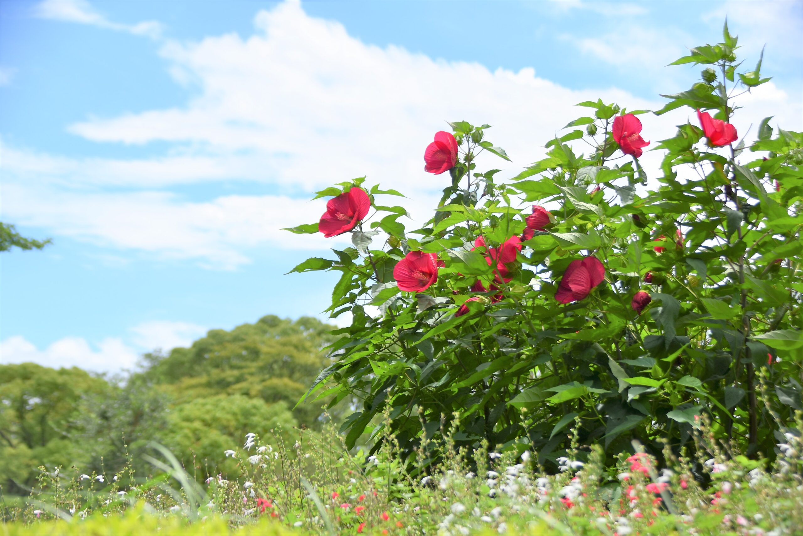 サザンカ（山茶花）