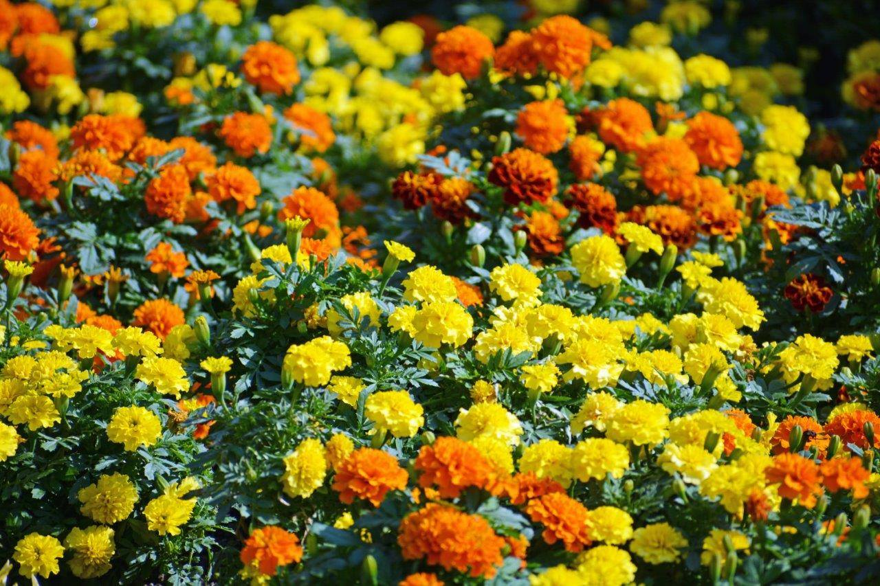 花情報 石橋文化センター